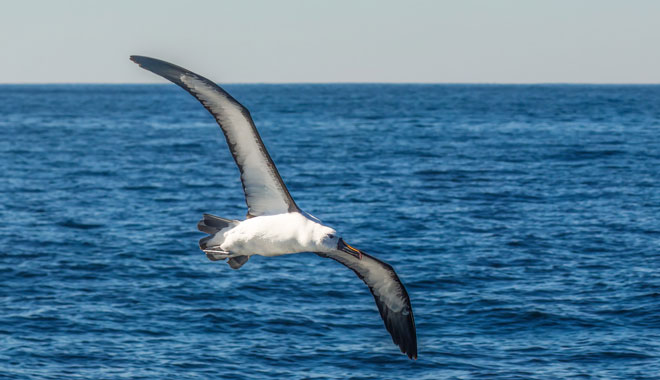 Dolphin Watching Express13