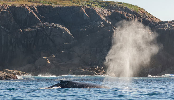 Dolphin Watching Express14
