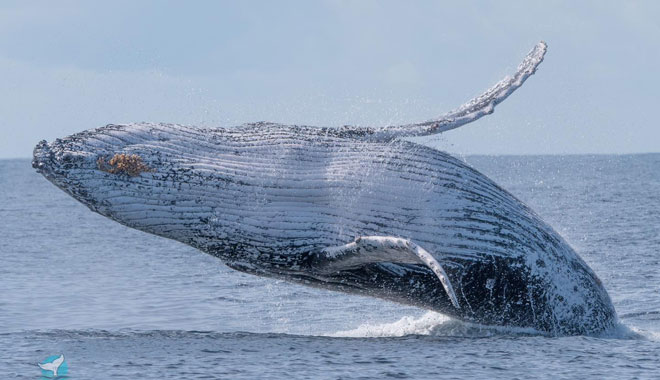 Dolphin Watching Express2