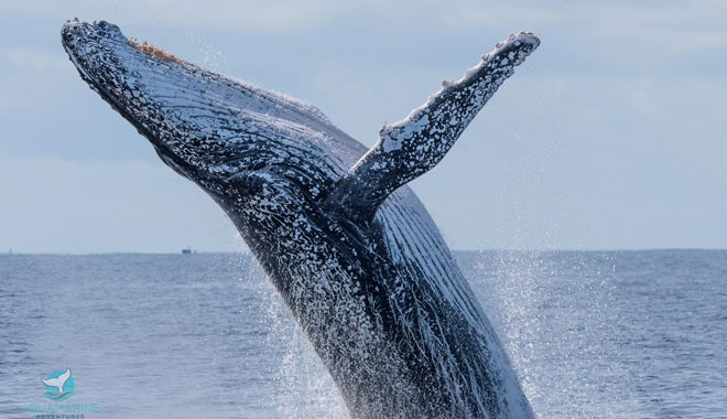 Dolphin Watching Express4