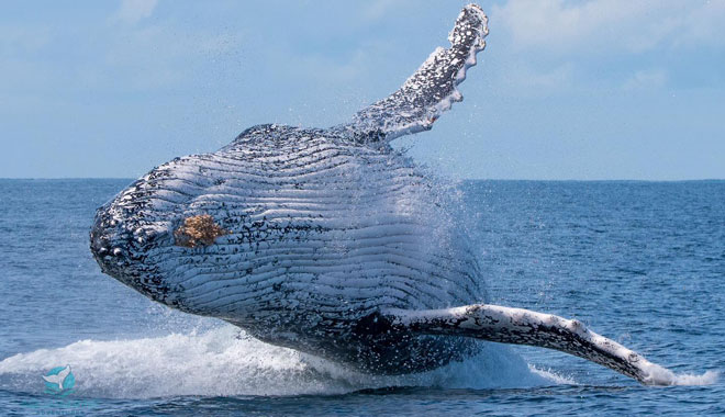 Dolphin Watching Express8