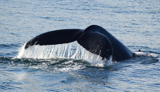 Dolphin & Whale Cruise 001