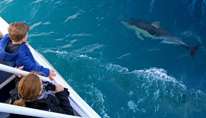 Dolphin & Whale Cruise 002