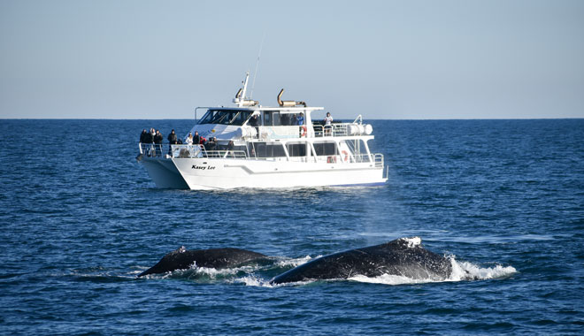 Dolphin & Whale Cruise 003
