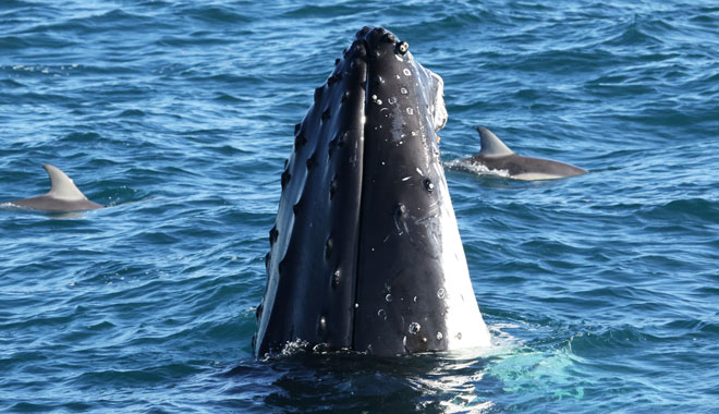 Dolphin & Whale Cruise 004