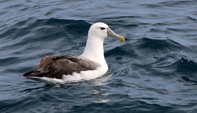 Dolphin & Whale Cruise 006