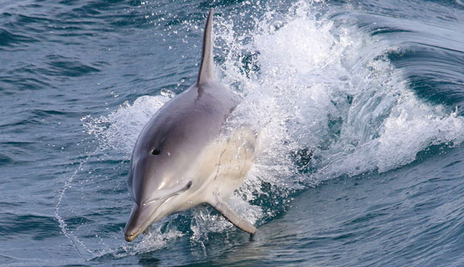 Dolphin & Whale Cruise 009