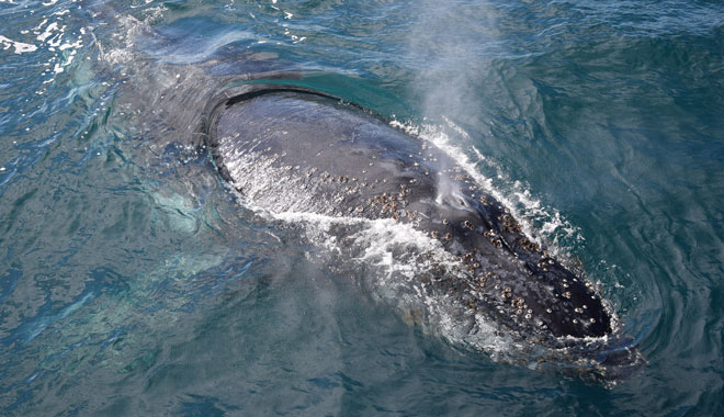 Dolphin & Whale Cruise 016