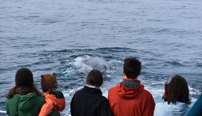 Dolphin & Whale Cruise 025