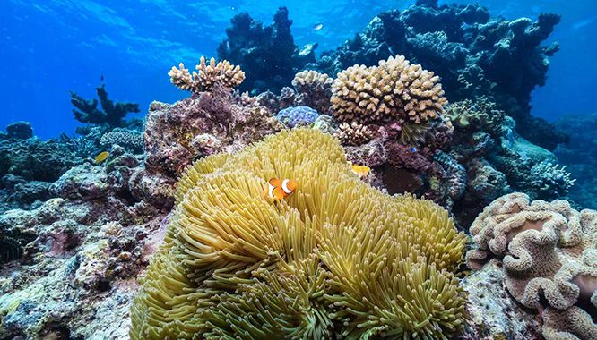Dreamtime Dive Cruise 3