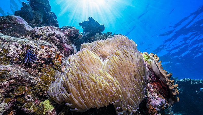 Dreamtime Dive Cruise 4