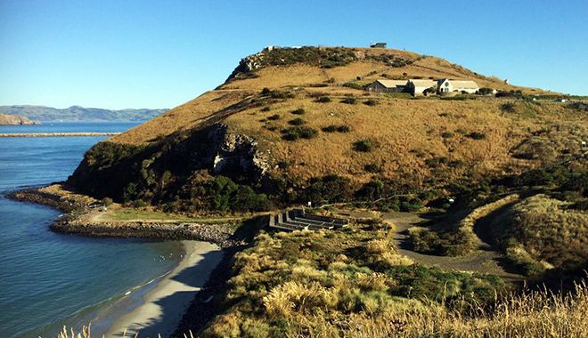 Dunedin Royal Albatross Centre 12