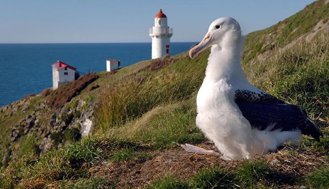 Dunedin Royal Albatross Centre 16