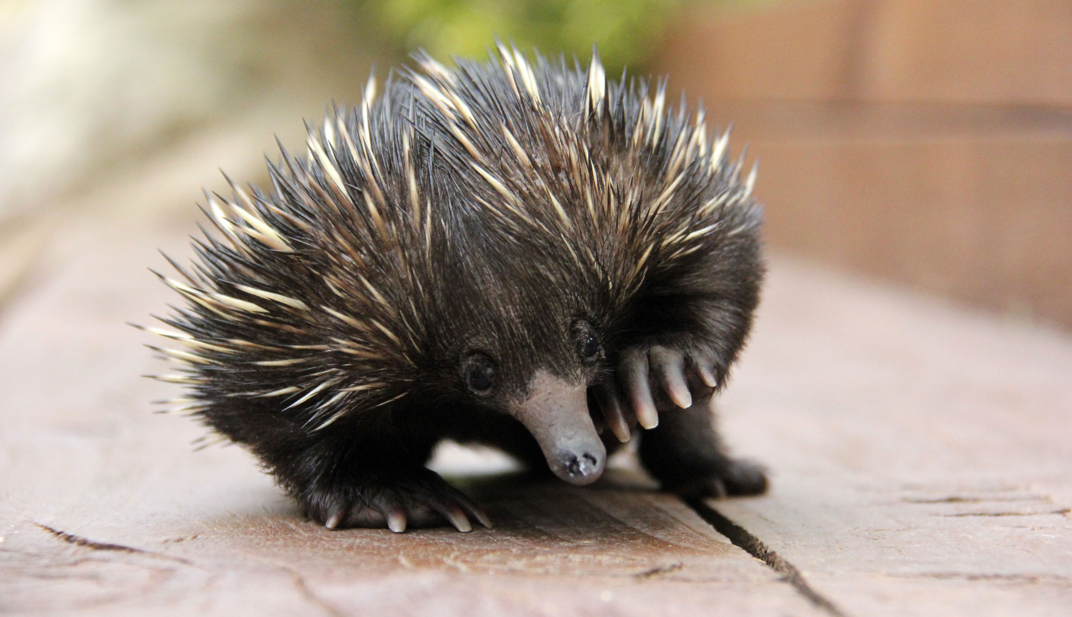 Echidna puggle Please credit where possible Paul Fahy 13 04 2015