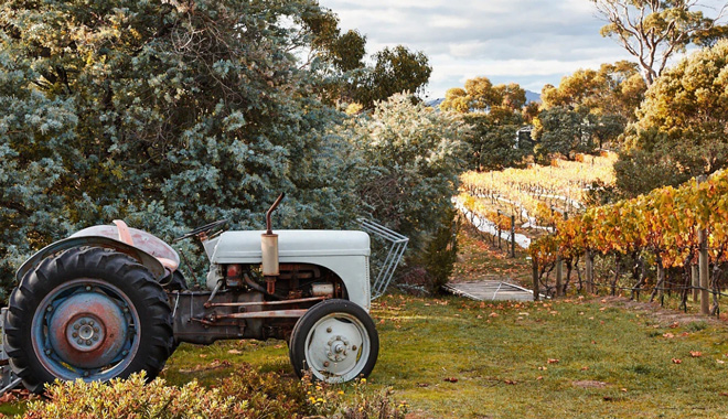 Every Man & His Dog WINERY 002 WEB