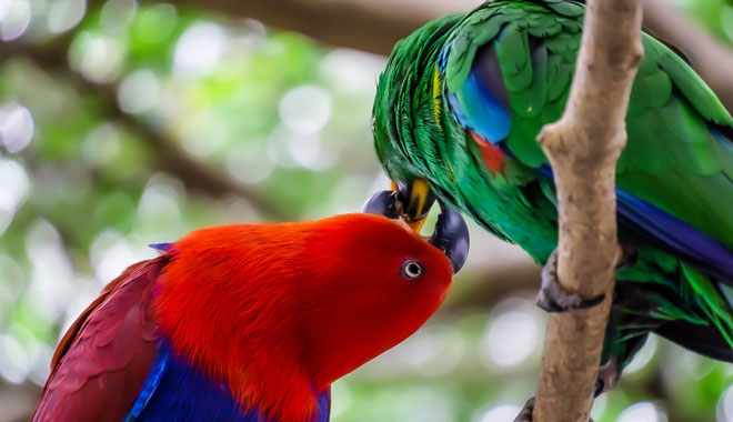 Exotic Birds 1