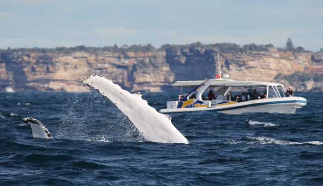 Fantasea Whale Adventure Cruise 02