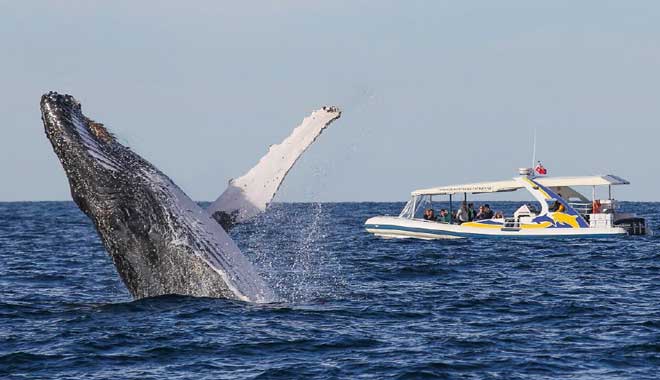 Fantasea Whale Adventure Cruise  3