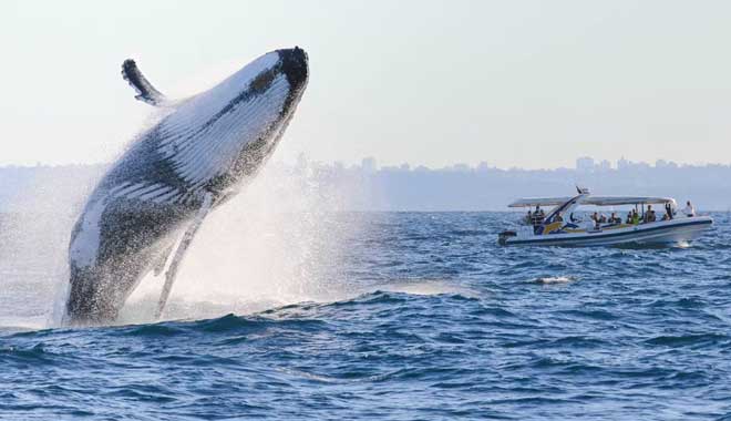 Fantasea Whale Adventure Cruise 5