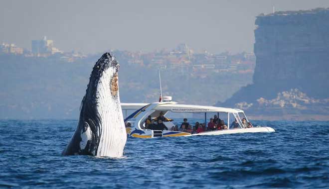 Fantasea Whale Adventure Cruise