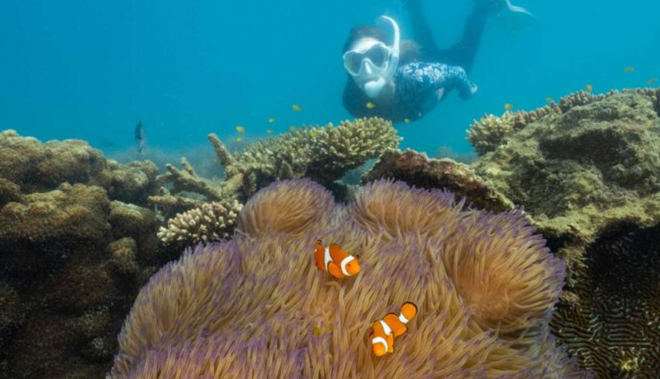 Fitzroy Island Resort website image 6