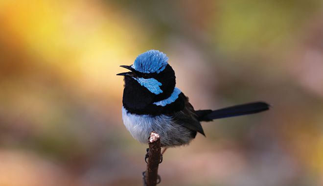 Flinders Chase National Park 1