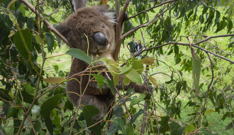 Koalas