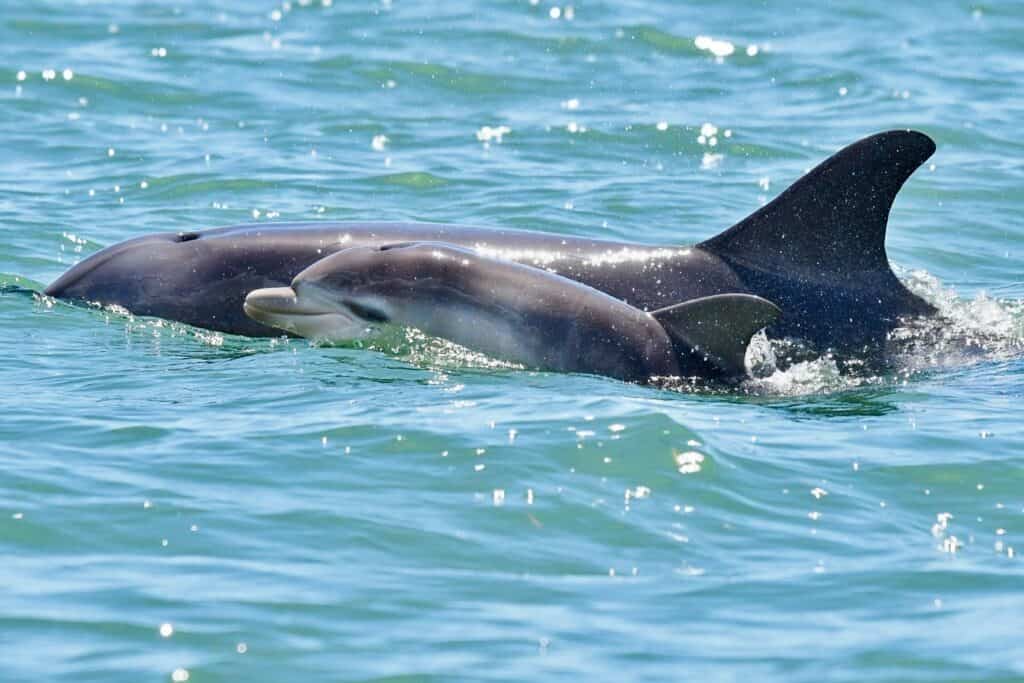 GIANT & DOLPHIN SIGHTSEEING CRUISE 00