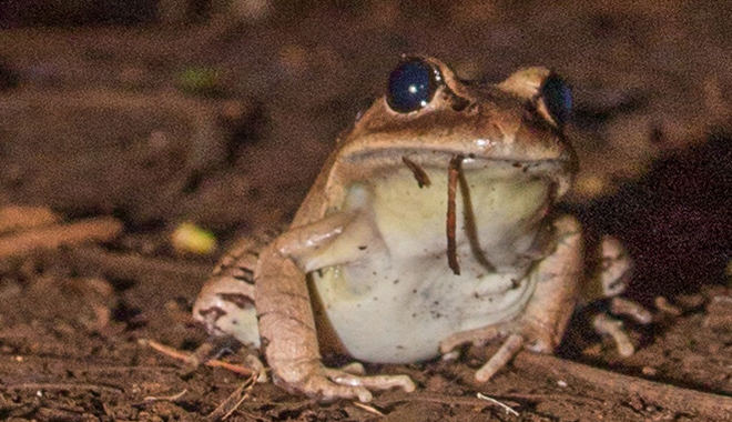GW 4 Private and normal tour Frog