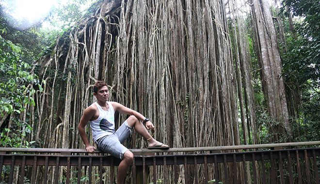 Giant Curtain tree 2