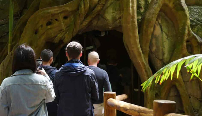 Glow Worm Day Tour CAVE mt tamborine