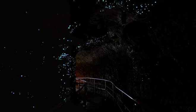 Glow Worms inside the cave