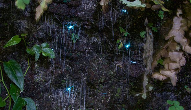 Glowworms 