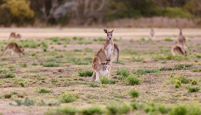 Gold Coast Nature & Wildlife Day Tour 002
