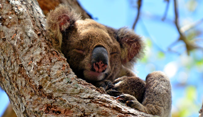 Gold Coast Nature & Wildlife Day Tour 003