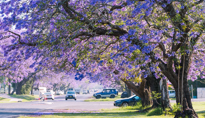 Jacaranda season in Grafton NSW Australia