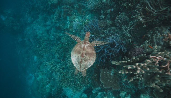 Great Barrier Reef Adventure CW 02