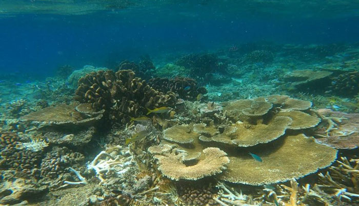 Great Barrier Reef Snorkel Cruise Tour Townsville WEB 06