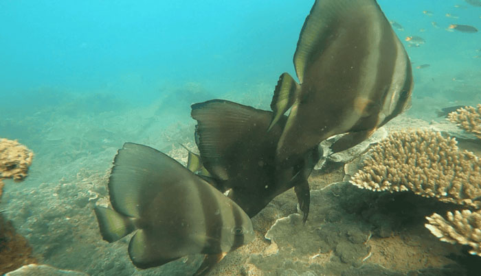 Great Barrier Reef Snorkel Cruise Tour Townsville WEB 09
