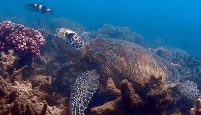 Great Barrier Reef Snorkel Cruise Tour Townsville WEB 12