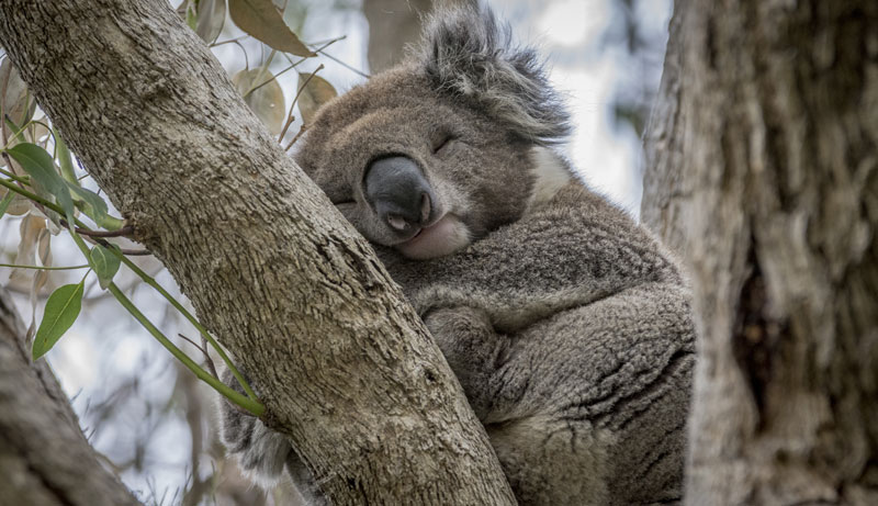 Koala sleeping