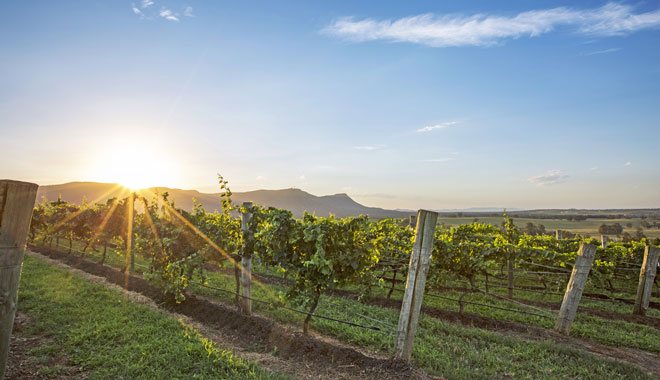 Tyrell's Wines, Hunter Valley