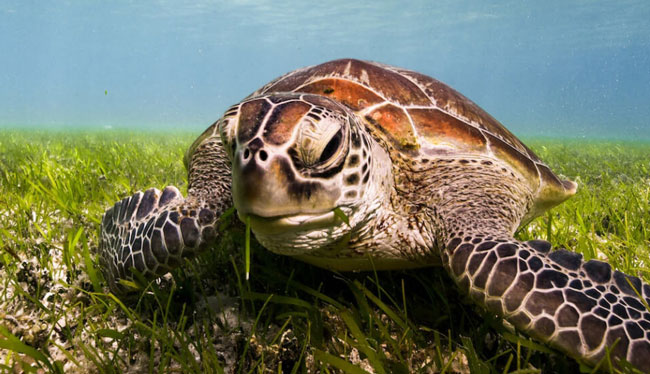 Green Island & Cairns City Surr