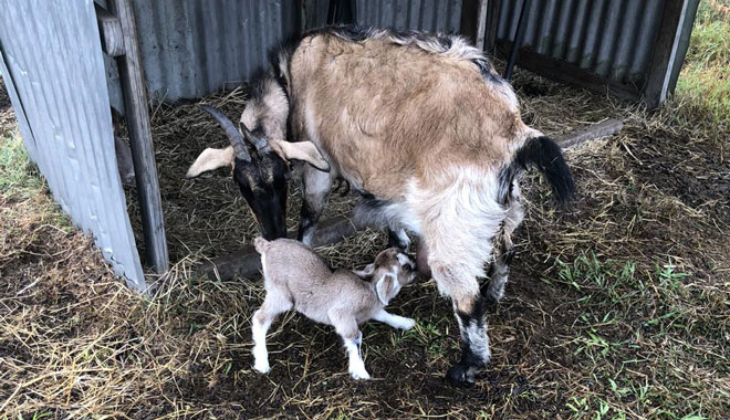 Gummies Farm Tours 005