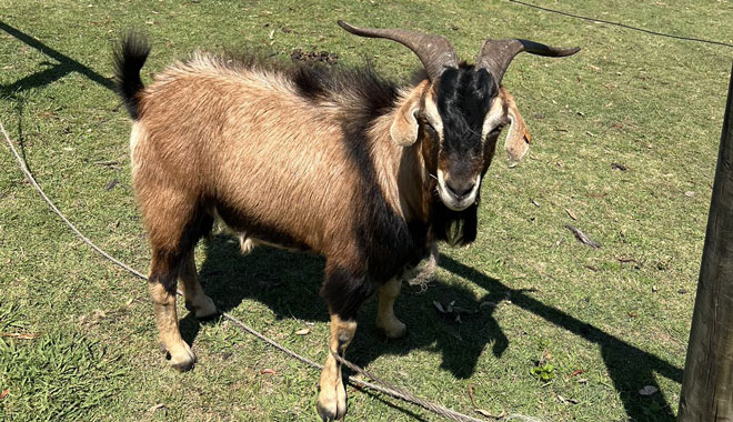 Gummies Farm Tours 018