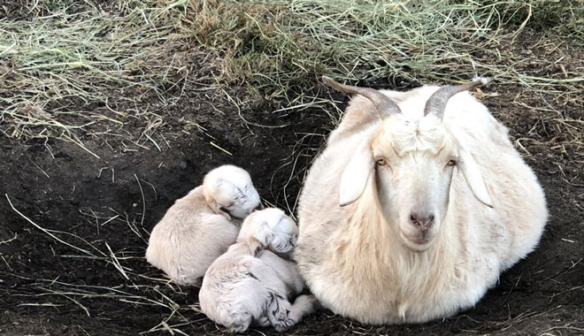 Gummies Farm Tours 55