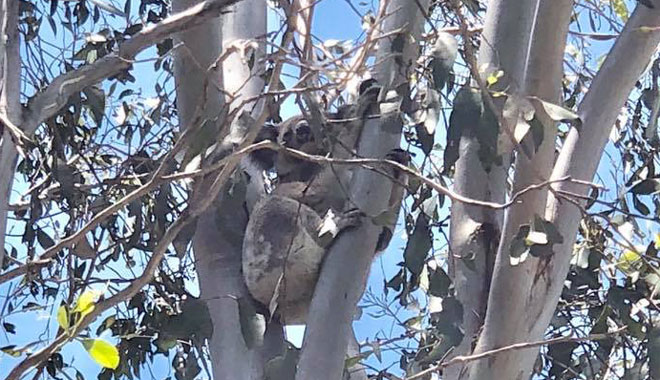Gummies Farm Tours koala