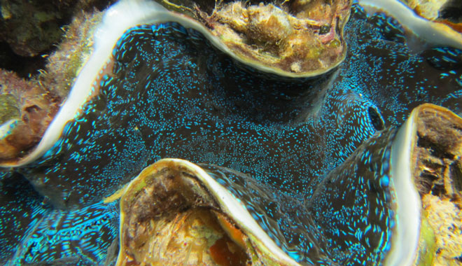 Half Day Snorkel & Coral Viewing Exmouth West Australia