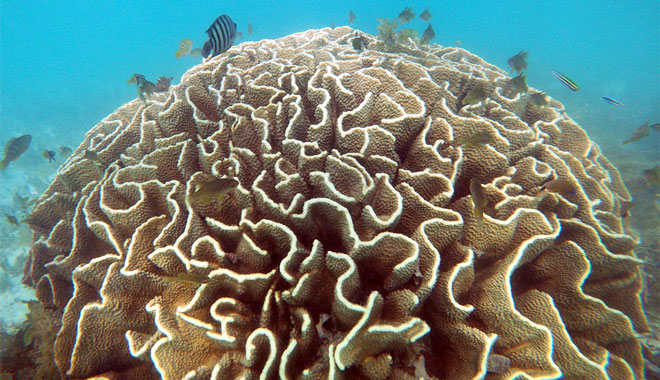 Half Day Snorkel & Coral Viewing Exmouth West Australia 122 .jjpg