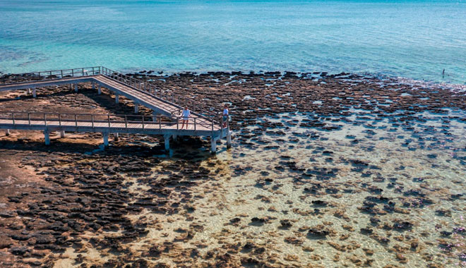 Hamelin Pool Marine Nature Reserve shark bay